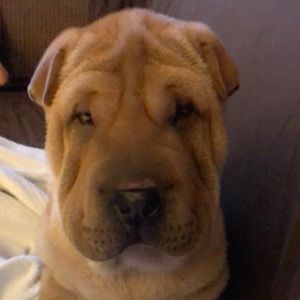 Meet your Posher, Tiffany